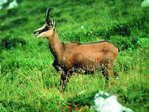 În Munții Carpați se întâlnesc cele mai mari păduri virgine din Europa și adăpostesc peste 400 de specii unice de mamifere, inclusiv Capra Neagră.